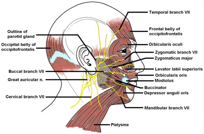<p>which muscles are associated with the 2nd pharyngeal arch i.e. innervated by the facial nerve</p>
