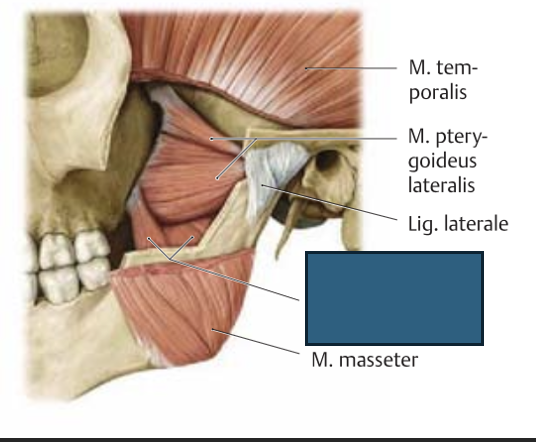 <p>m. pterygoideus medialis → surub kokku tagumised hambad, liigutab alalõuga küljele</p>