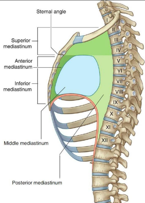 <ul><li><p>mediastinum</p><ul><li><p>superior</p></li><li><p>inferior</p><ul><li><p>anterior</p></li><li><p>middle</p></li><li><p>posterior</p></li></ul></li></ul></li></ul><p></p>