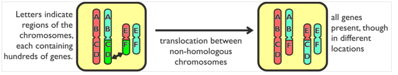 <p>A translocation is a chromosome mutation where one part of a chromosome is swapped with part of a different chromosome. This sounds like crossing over. However it doesn’t have to be equal and doesn’t swapping so you end up with different sized chromosomes . The swapping isn’t between homologous chromosomes  </p>