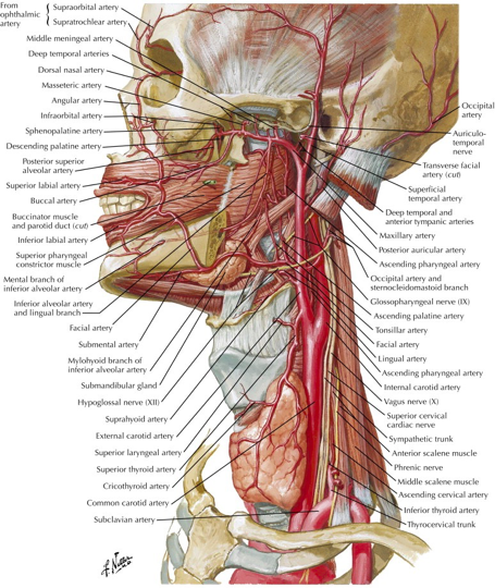 <ul><li><p>superior thyroid artery</p></li><li><p>ascending pharyngeal artery</p></li><li><p>lingual artery</p></li><li><p>facial artery</p></li><li><p>occipital artery</p></li><li><p>posterior auricular artery</p></li><li><p>maxillary artery</p></li><li><p>superficial temporal artery</p></li></ul>