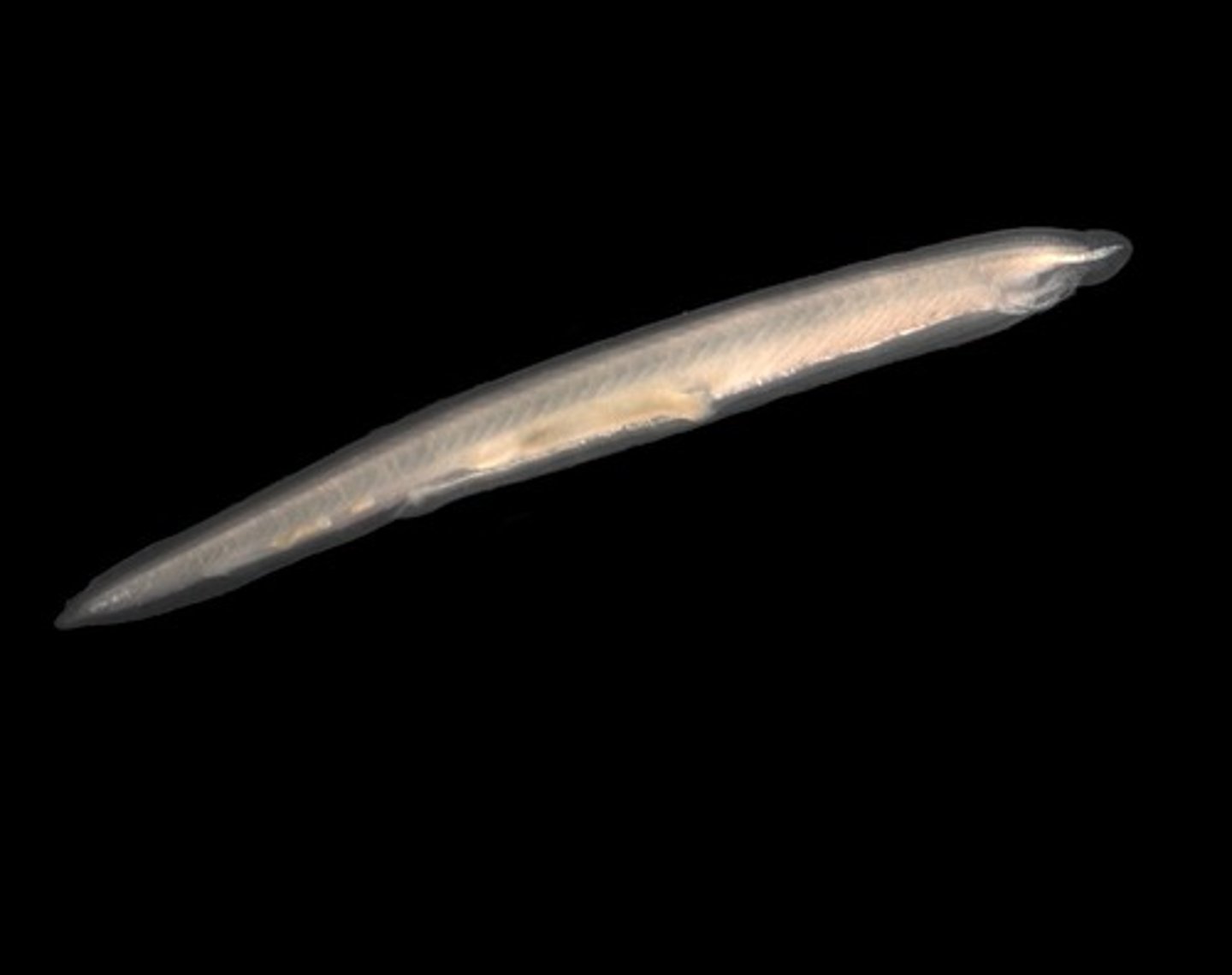 <p>Lancelets</p>