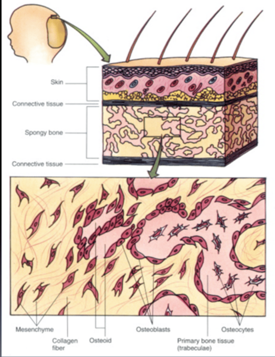 <p>bone develops from a fibrous membrane, (bone forms around blood vessels)</p>