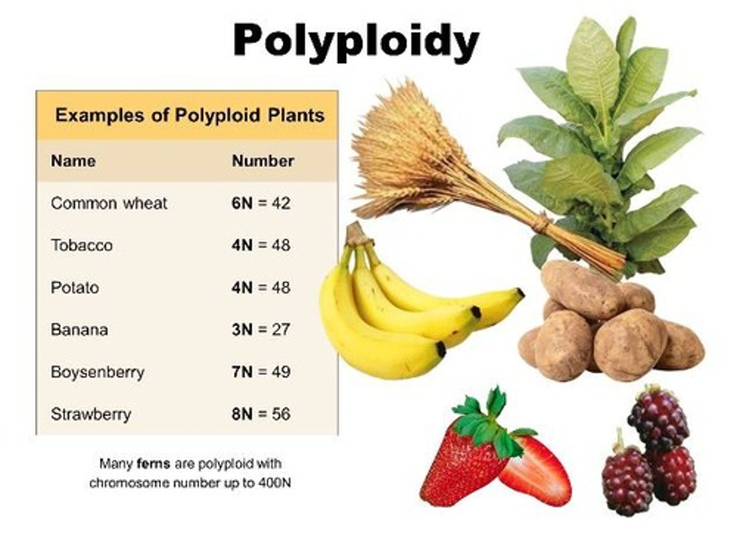 <p>Autopolyploidy involves extra chromosome sets from the same species, while allopolyploidy involves hybridization between two different species.</p>