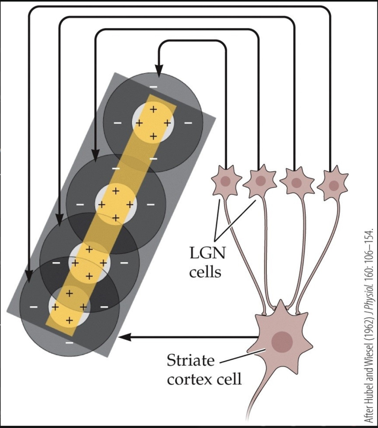 <p><span>LGN into V1 (Striate) cells receptive fields</span></p>