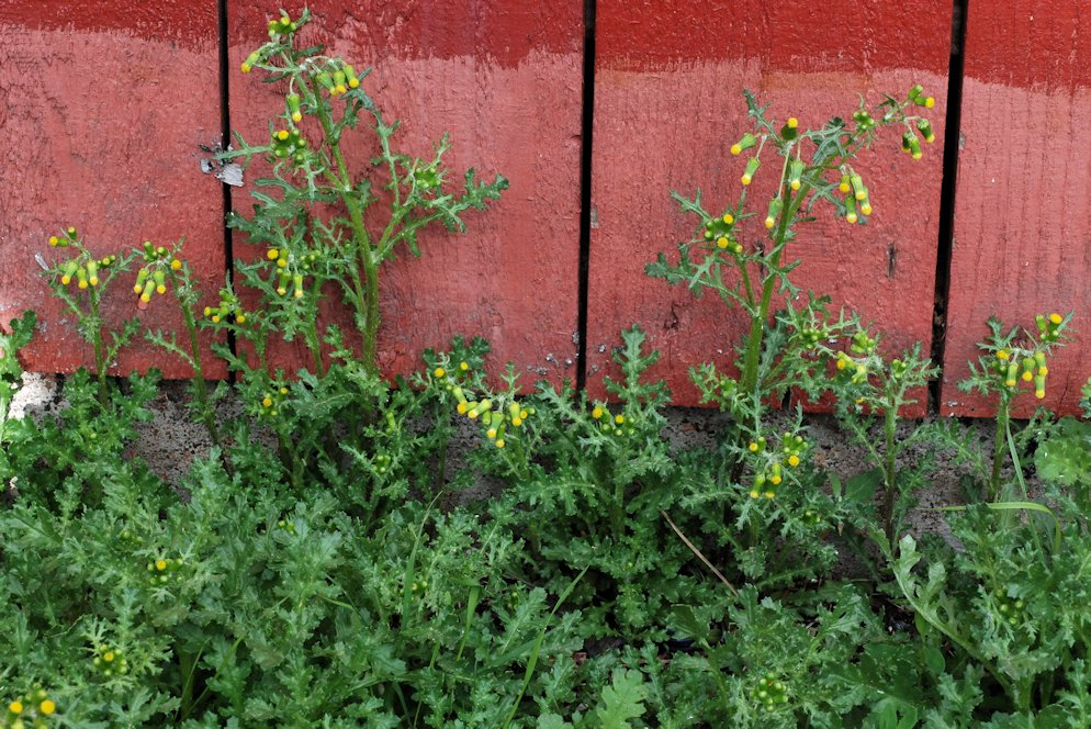 <p>Peltovillakko</p>