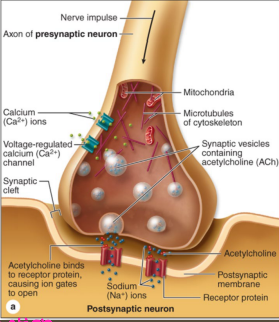 <p><strong>Acetylcholine</strong></p><p>-Amine</p><p>-________ and modulatory, acts on muscarinic and _________ receptors&nbsp;</p><p>-Degraded by ______________ in the nerve terminal&nbsp;</p><p>-Location/Roles → NT of ________ efferent neurons, utilized by ___________ preganglionic neurons (adrenal medulla and sweat glands)</p><p>-Major NT of the ___</p>