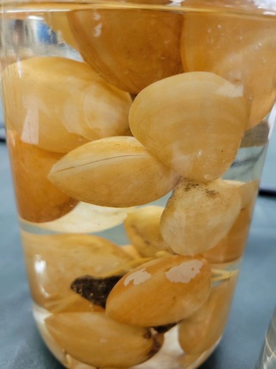 <p>Identify taxonomy</p>