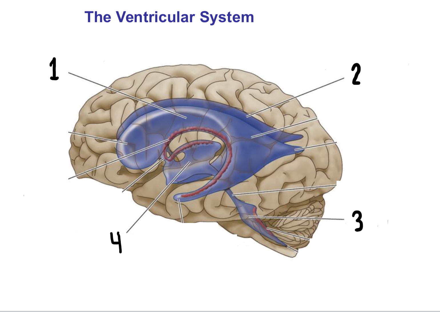 <p>What are the 4 ventricles of the ventricular system called?</p>