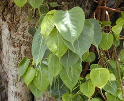 <p>Sacred Fig</p>