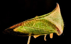 herbivores