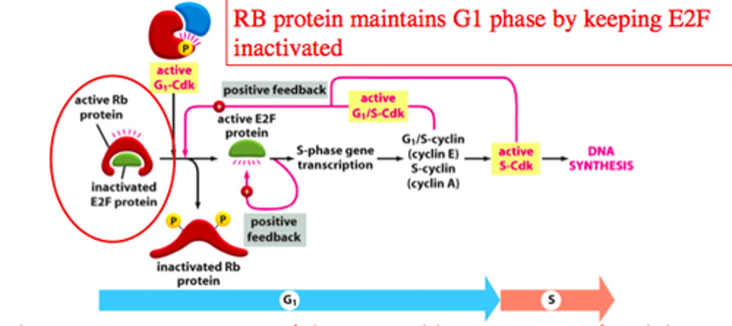 <p>Inhibit cell division</p>