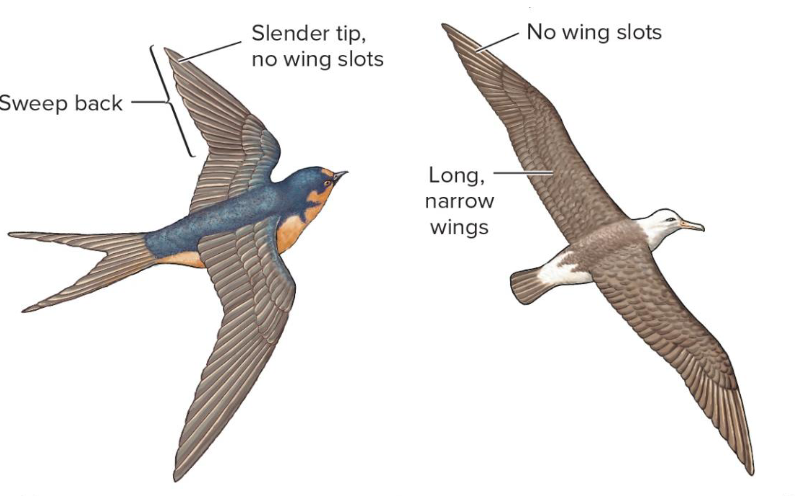 <p>What are these kinds of wings for?</p>