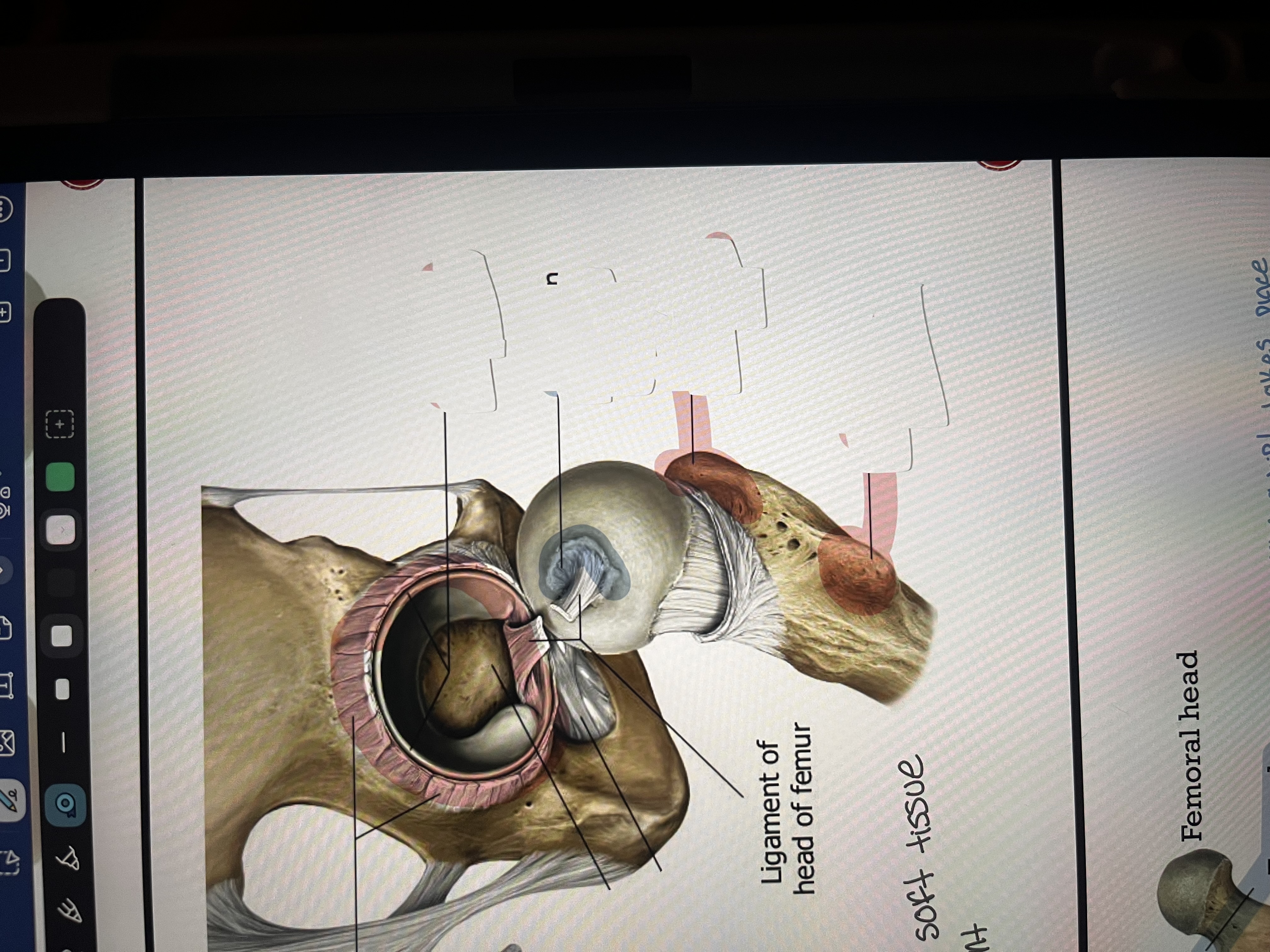 <p>label the pink </p>