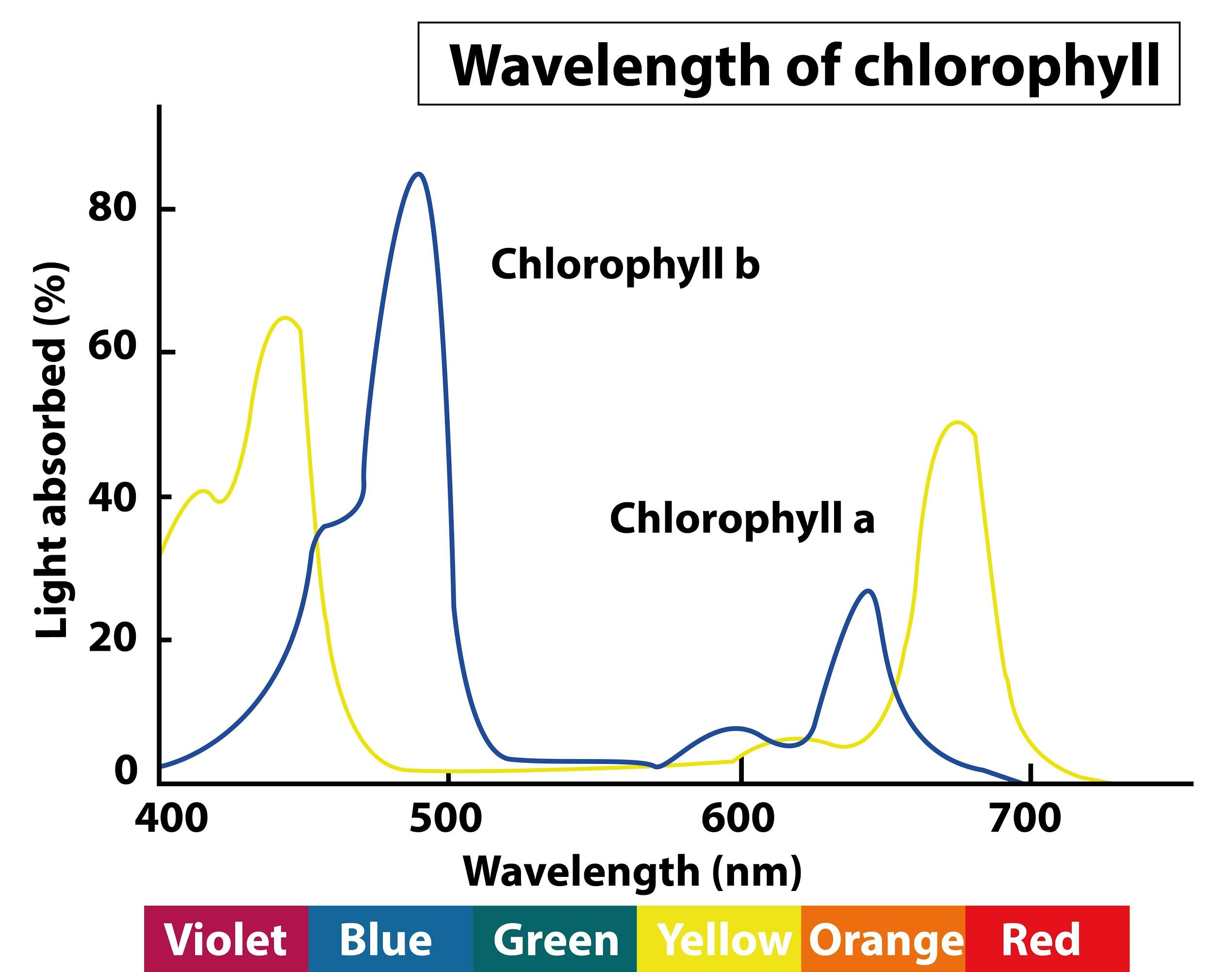 <p>Chlorophyll absorbed red and blue light the most effectively. Very little green light is absorbed, mostly reflected, making it appear green to us. </p>