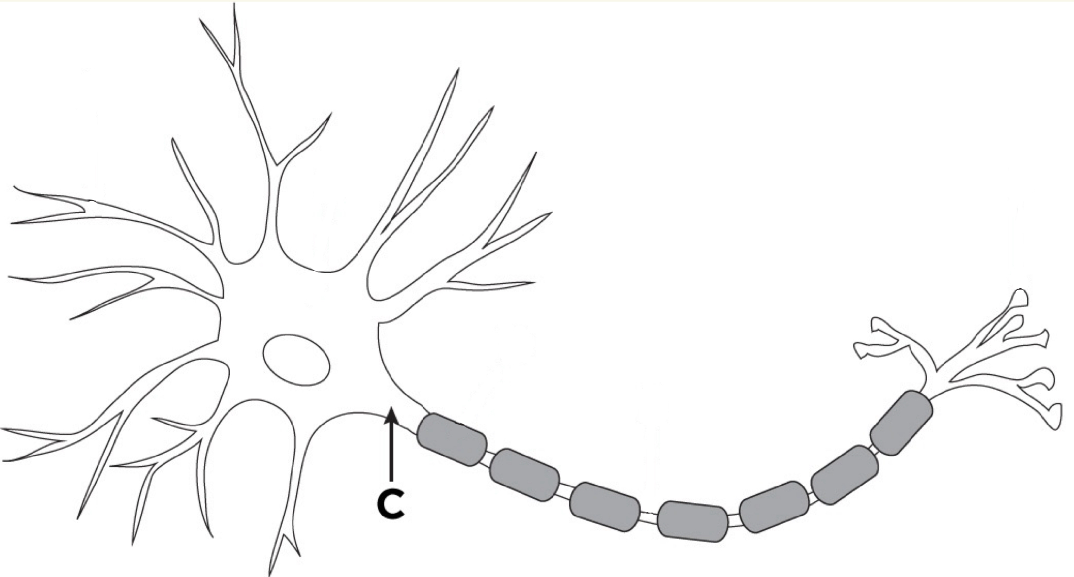 <p>Part of the neuron where the cell body connects to the axon; it integrates incoming signals and is the point where an action potential is generated if the signal is strong enough. </p>