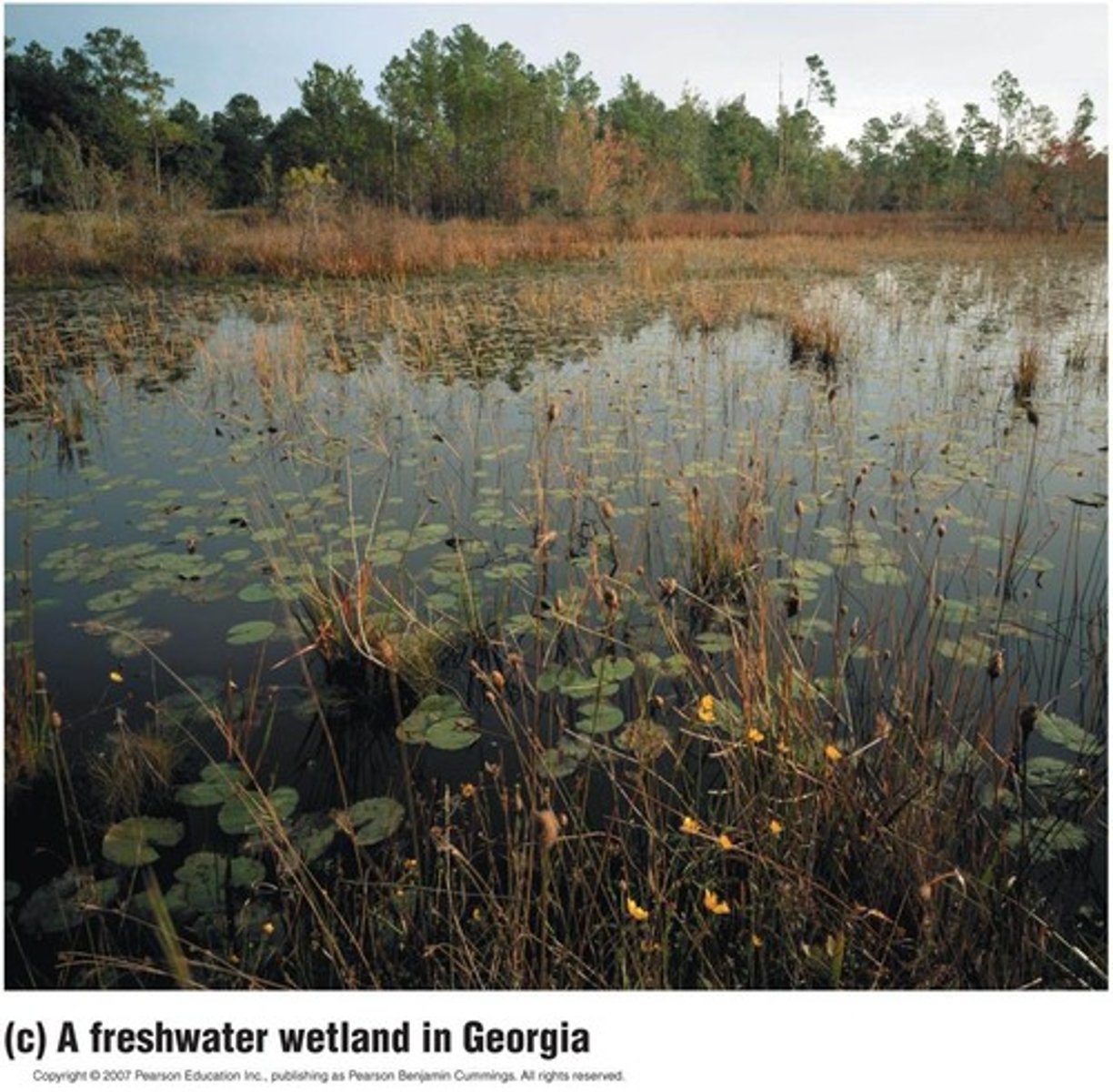 <p>made up of any of body of water that is made of freshwater such as lakes, ponds, streams, and rivers.</p>