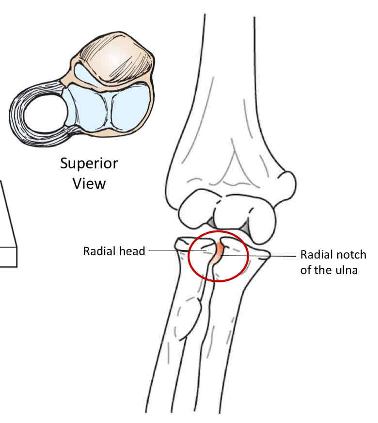<p>Proximal Radioulnar Joint</p>