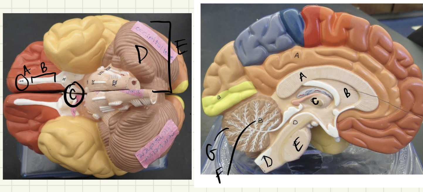 <ul><li><p>label</p></li><li><p>which part of the brain processes info collected by sensory organs?</p></li><li><p>which part of the brain controls high function thoughts?</p></li><li><p>which part of the brain maintains basic homeostasis?</p></li></ul>