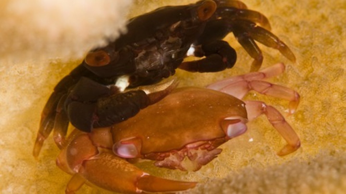 <p>To shed hair, skin, or an outer layer (e.g. exoskeleton) periodically</p>