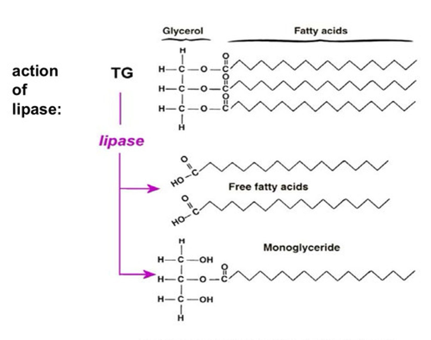 <p>Lipase breaks down a triglyceride into 2 free fatty acid chains and one monoglyceride - these are absorbed</p>