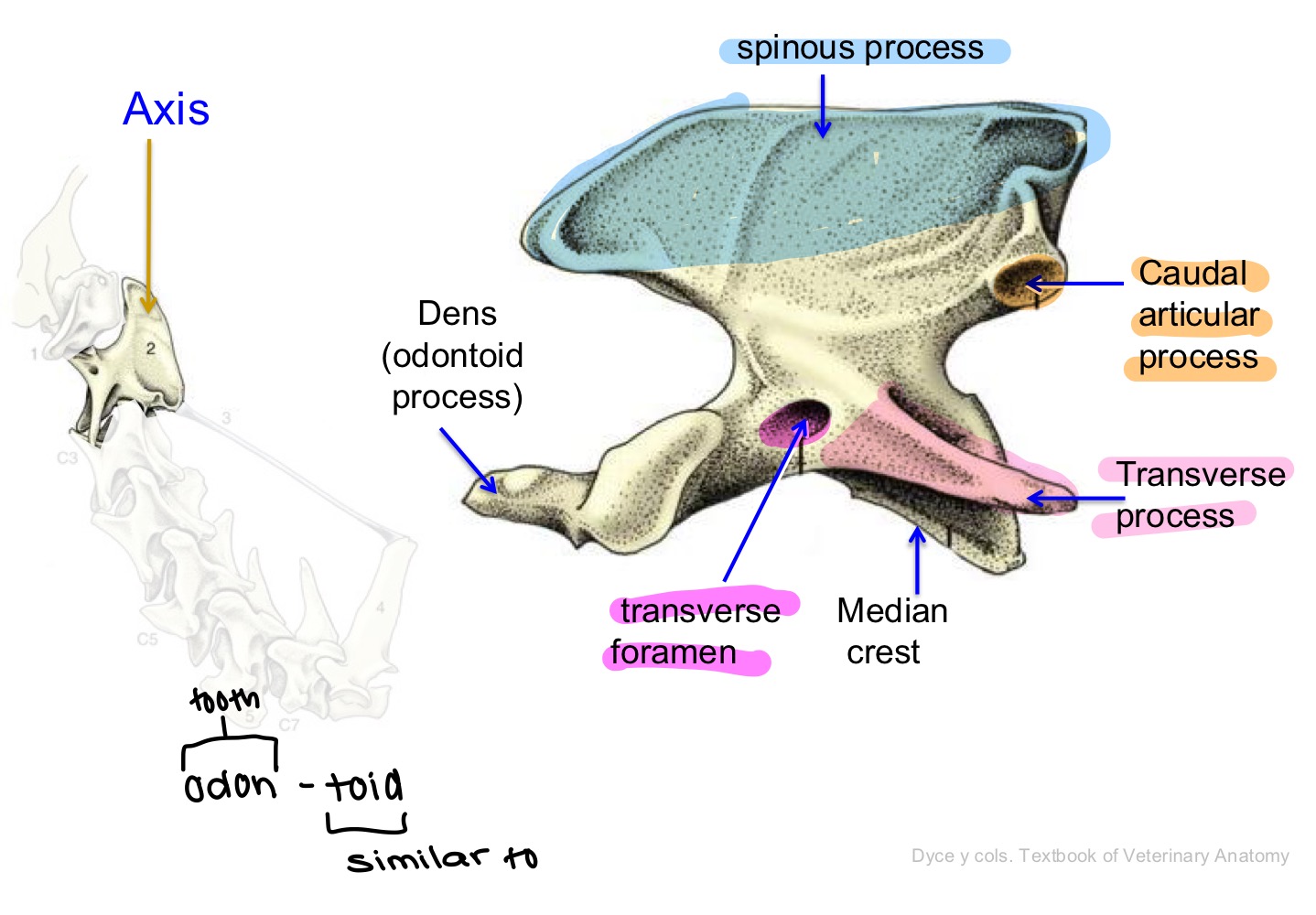 <p>Axis (C2), cervical vertebra (C7)</p>