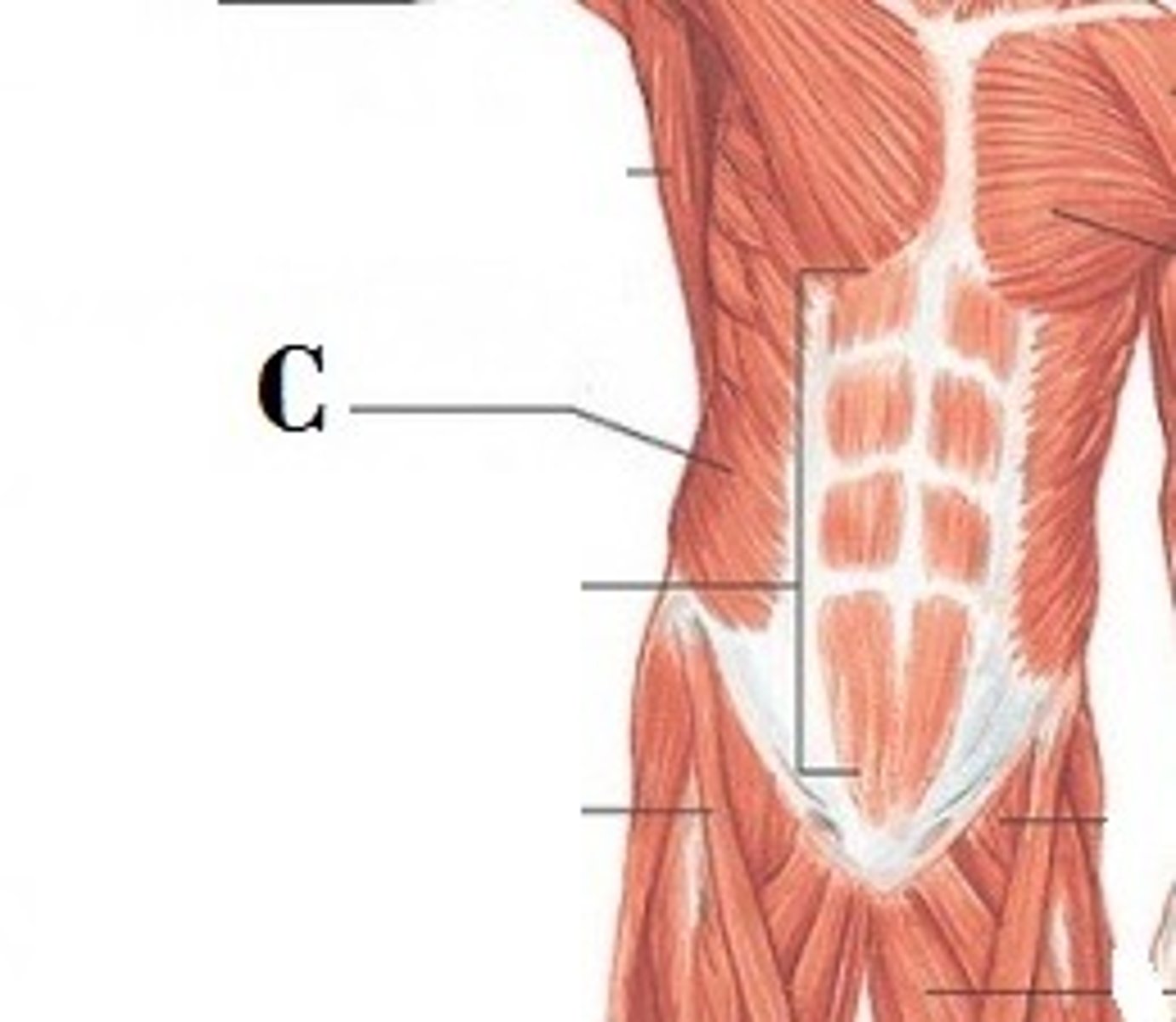 <p>DEFINITION</p><p>to pull the chest downwards and compress the abdominal cavity, which increases the intra-abdominal pressure</p>