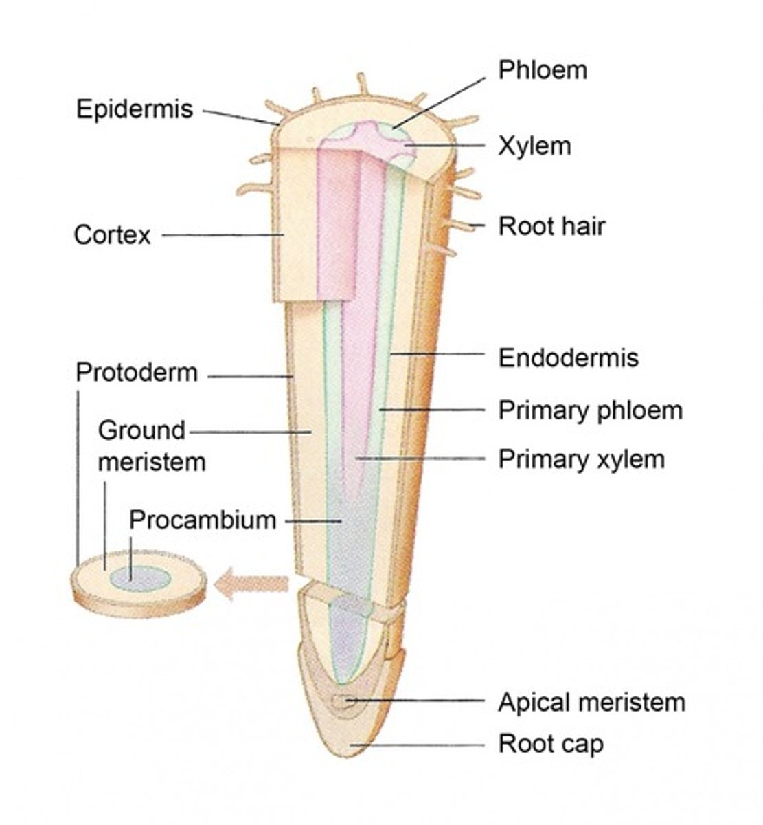 <p>The outermost primary meristem, which gives rise to the epidermis of roots and shoots</p>