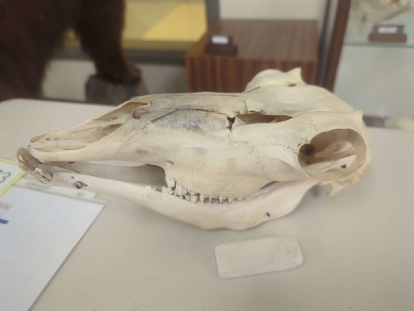 <p>What animal is this? Answer with "Skull" after animal name.</p>