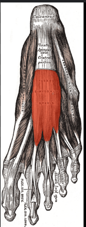 <p>bottom of foot</p>