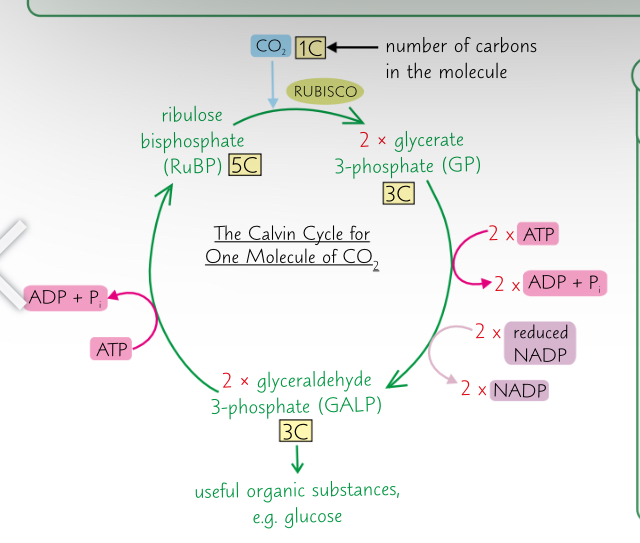 <ul><li><p>Two molecule of GALP can be used to make a hexose sugar.(eg.glucose).</p></li><li><p>However, 5 of every 6 molecules of GALP produced in the cycle aren’t used to make hexose sugars, but to regenerate RuBP.</p></li><li><p>Regenerating RuBP uses the rest of the ATP produced by the light-dependant reaction.</p></li></ul>