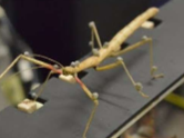 <p>How do insects walk</p>