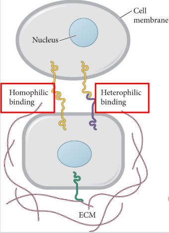 <p>signaling is mediated by contact diffusible factors</p>