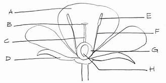 <p>part of the carpel, female flower (H)</p>