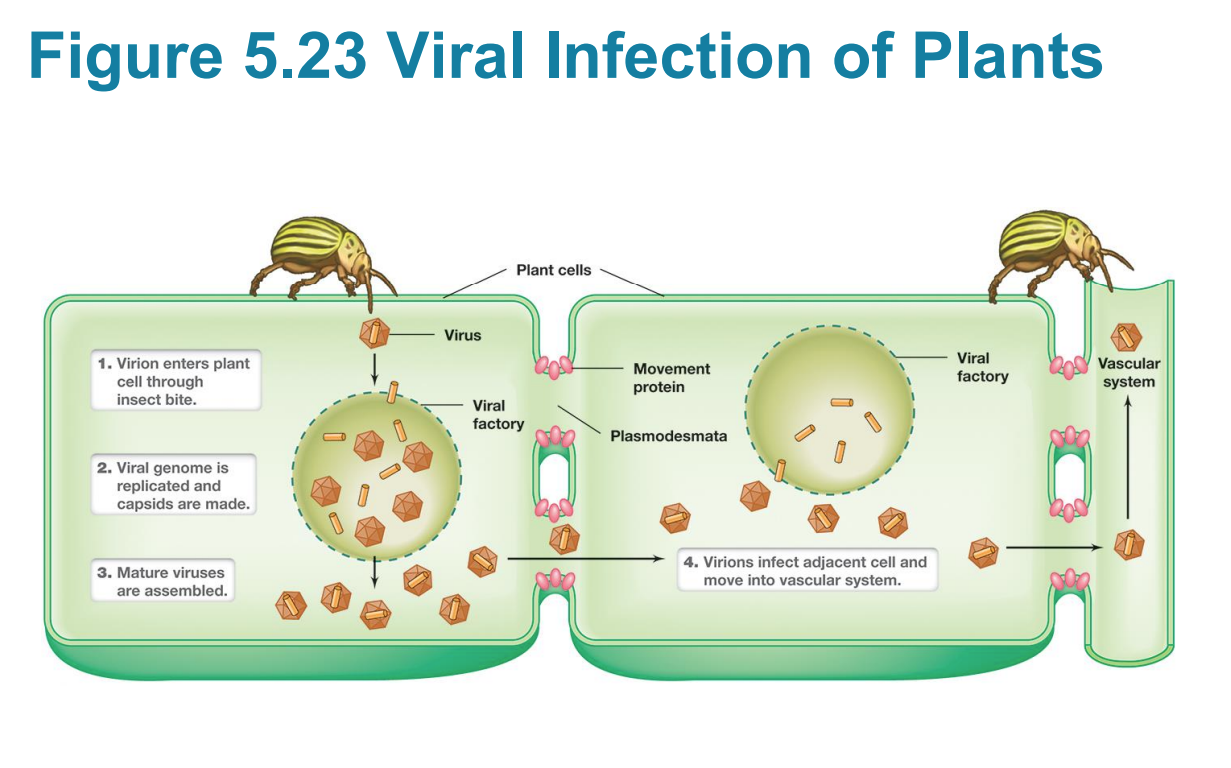<p>pests that transfer viruses to other host cell types</p>