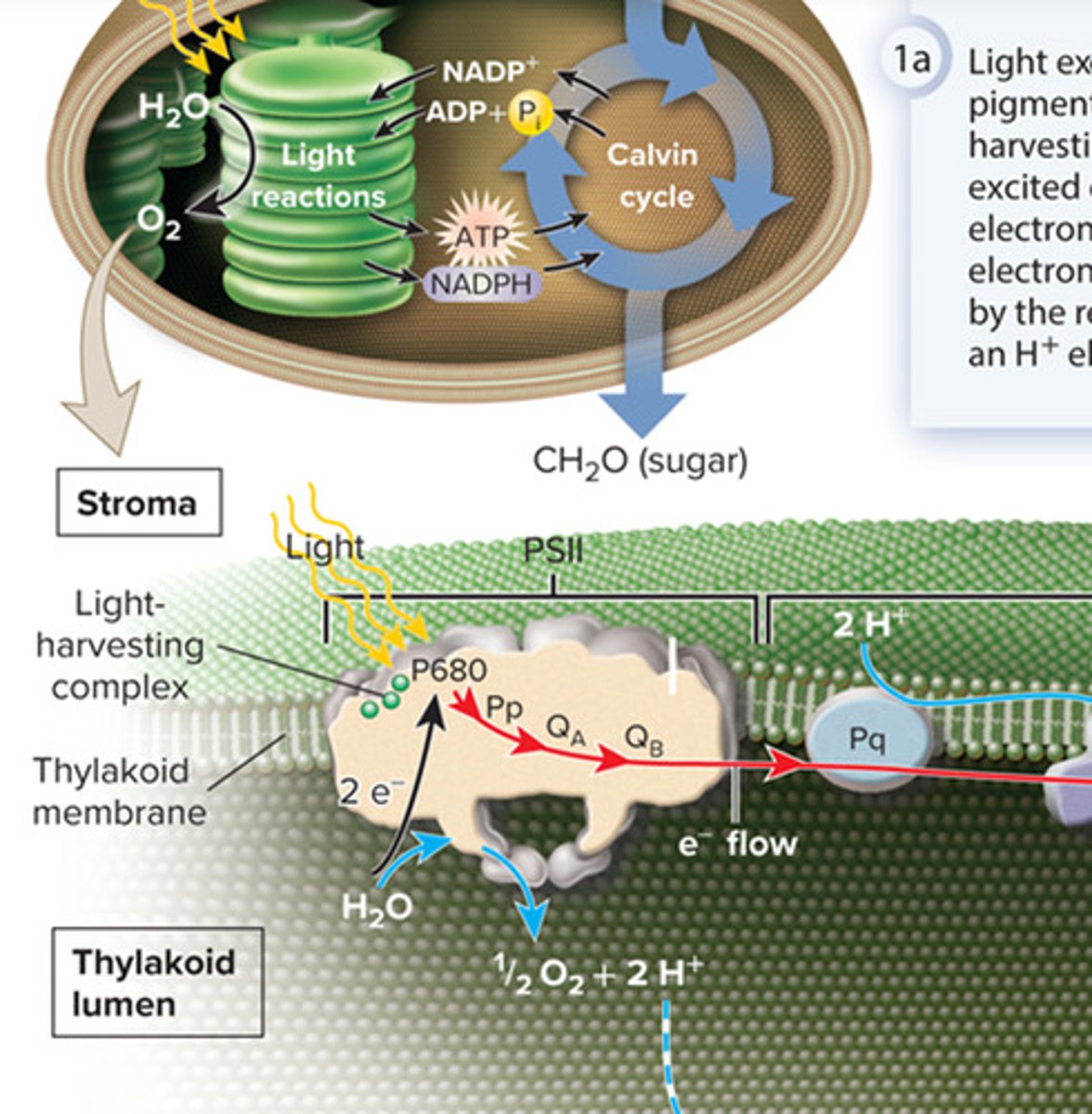 <p>light excites electrons within pigment molecules in the light-harvesting complex of PSII. the excited electrons move down an electron transport chain to more electronegative atoms as shown by the red arrow. this produces an H+ electrochemical gradient.</p>