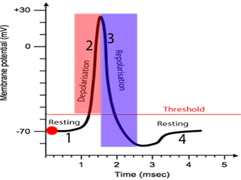 <p><span>Potassium ions (K+) flow out of the axon</span></p>