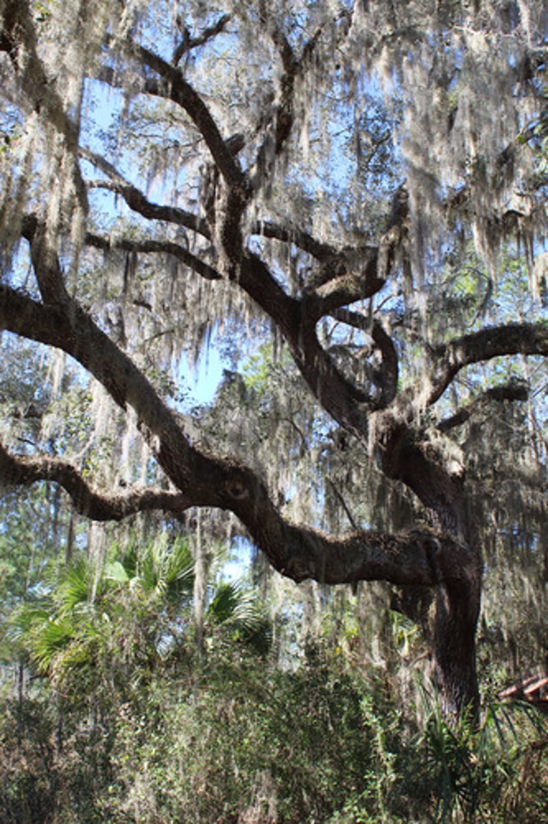 <p>What is the name of the tree pictured here?</p>