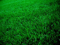 grass