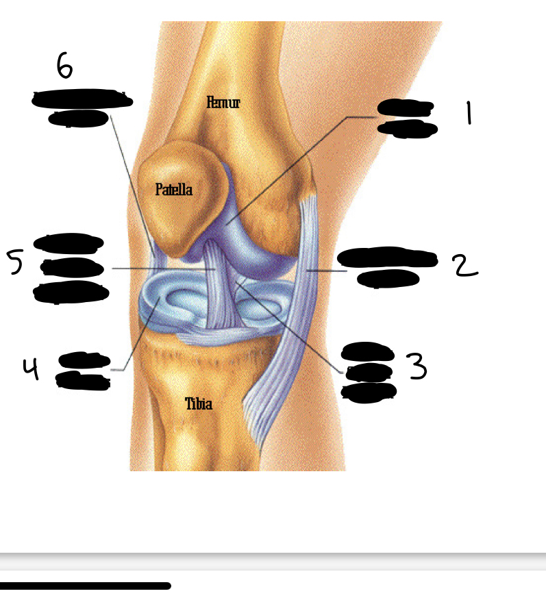 <ol><li><p>articular cartilage</p></li><li><p>medial collateral ligament</p></li><li><p>posterior cruciate ligament</p></li><li><p>lateral meniscus</p></li><li><p>anterior cruciate ligament</p></li><li><p>lateral collateral ligament</p></li></ol>