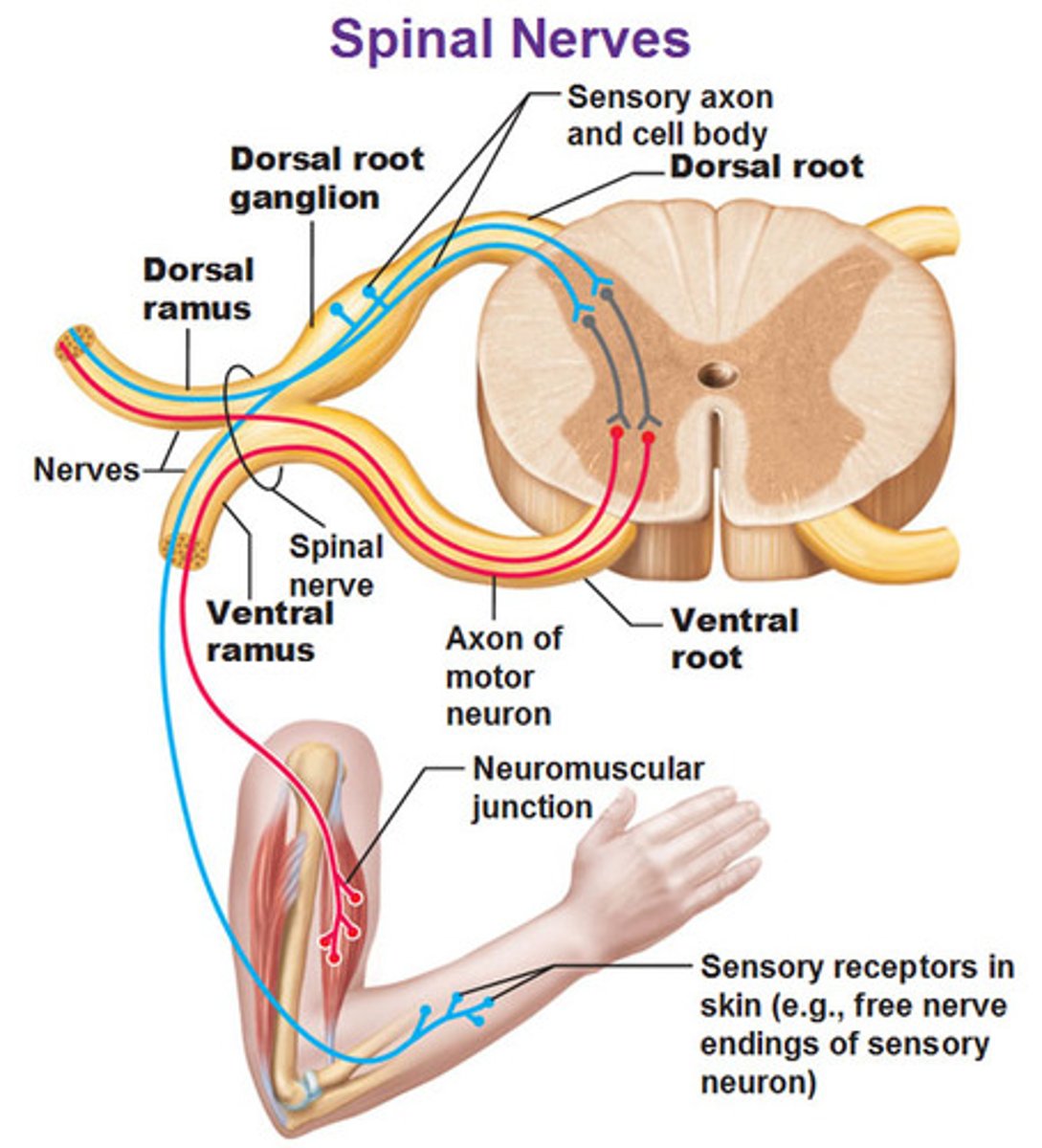 <p>Most easily seen exiting the spinal cord<br><br>Carry motor information from the spinal cord out to the muscles<br> <br>Contains efferent axons of somatic motor neurons and at some levels efferent visceral motor neurons</p>