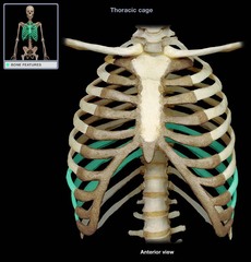 <p>ribs that do not have a direct attachment to the sternum</p>