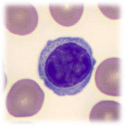 <p>Large oval or kidney shaped nucleus, that is stained purple&nbsp;</p>