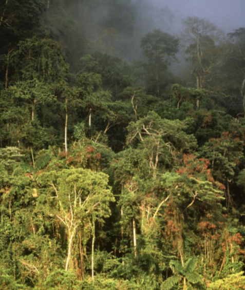 <p>Alta temperatura y lluvias abundantes todo el año, limitación por falta de luz (nubosidad, dosel denso), bosque perennifolio denso, muy alta productividad primaria, suelos profundos muy alterados, dominan mineralización y óxidos de Fe/Al, baja capacidad.</p>