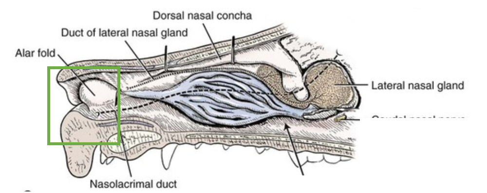 <p>Nasal vestibule mucosa divides into <strong>3 folds:</strong></p><ul><li><p><strong>Alar fold (largest)</strong></p></li><li><p>Dorsal fold</p></li><li><p>Basal fold</p></li></ul><p></p><p>Associates with:</p><ul><li><p><strong>Nasolacrimal (NL) duct - </strong>terminates just below alar fold</p></li><li><p><strong>Lateral nasal gland ducts</strong></p></li></ul><p></p>