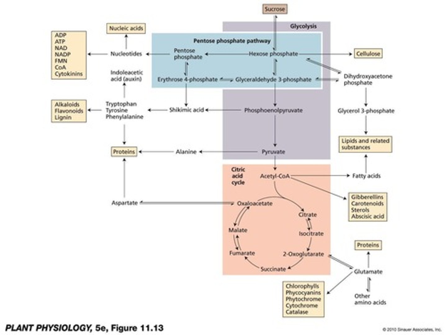 <p>Glycolysis, Oxidative pentose phosphate pathway, Citric acid cycle (TCA cycle), Oxidative phosphorylation.</p>