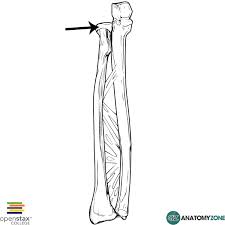 <p>Head of Radius</p>