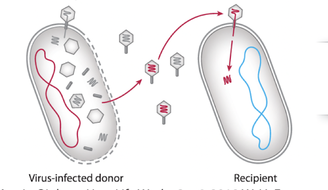 transferred through a virus