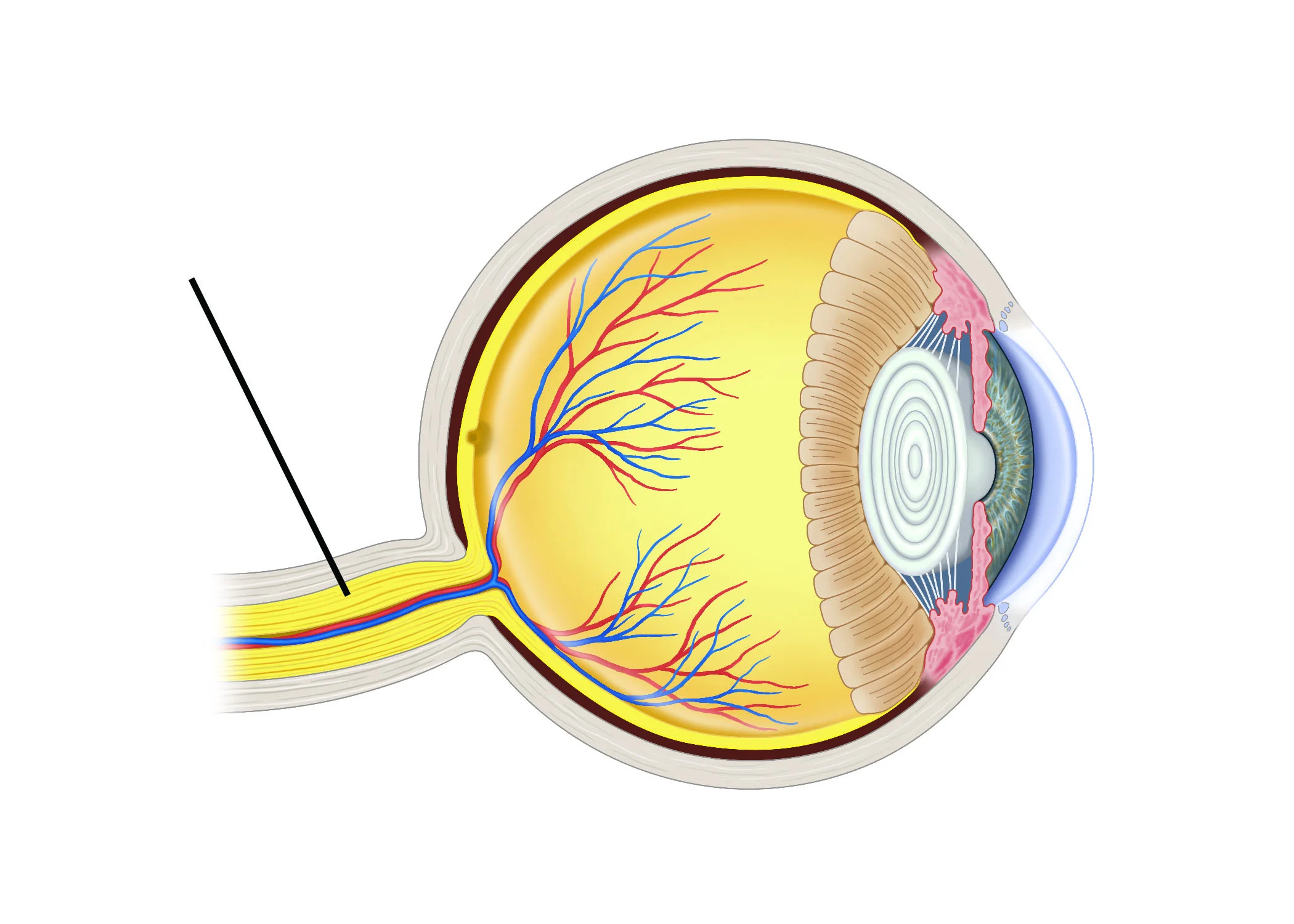 <p>Identify structure.</p>