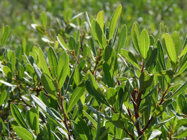 <p>Bog myrtle</p>